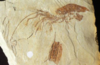 Fossil_lobster_fullers_Earth__rajasthan